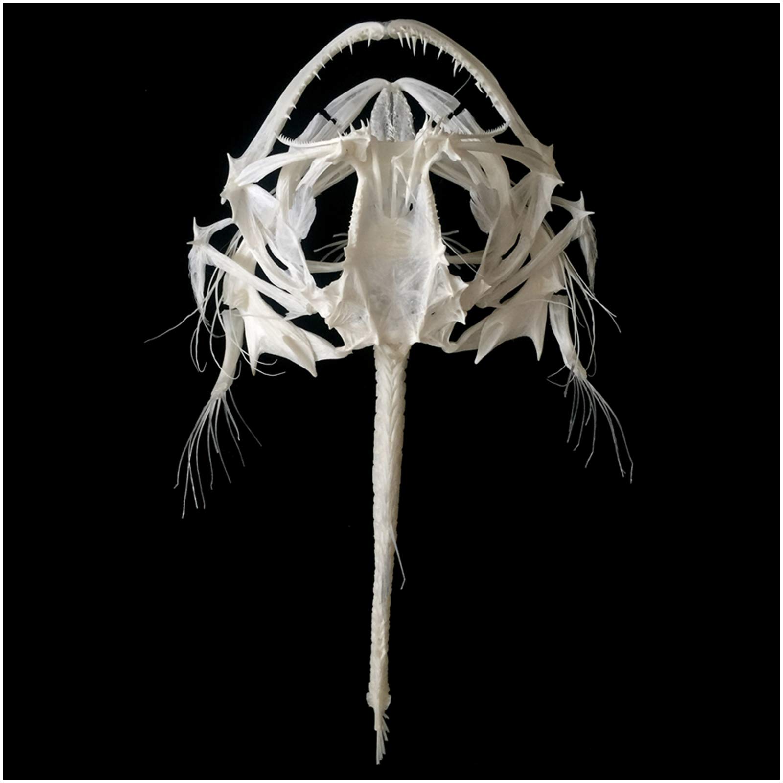 アンコウ骨格標本 (頭骨)※エスカ無し ゆ*き様 アンコウ骨格標本 (頭骨)※エスカ無し - メルカリ